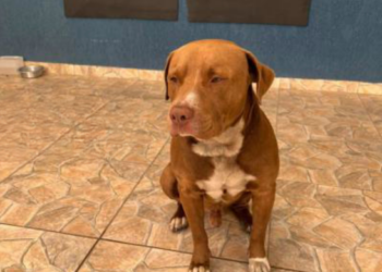 Prefeitura realiza evento de adoção de cães e gatos neste sábado, no Bonsucesso