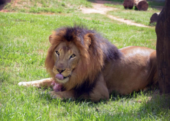 Zoológico de Guarulhos abre todos os dias na semana do Carnaval