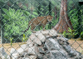 Niara Mani e Tupã Coré convidam público ao Zoológico de Guarulhos na semana do Carnaval