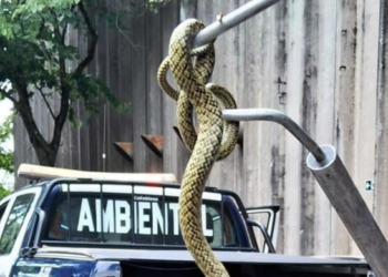 GCM de Guarulhos resgata 1.635 animais silvestres em situação de risco nos últimos 14 meses