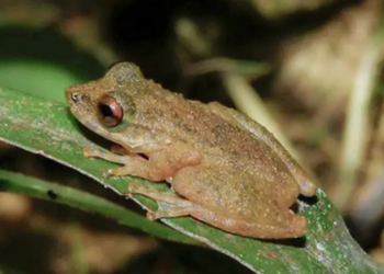 Cerrado mineiro ganha nova espécie de perereca descoberta em Paracatu