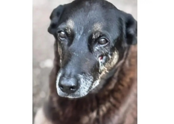 Hospital Veterinário Municipal “Cão Orelha” passa a atender 24 horas em São Paulo