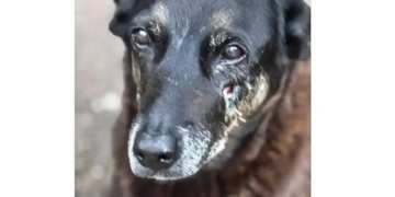 Hospital Veterinário Municipal “Cão Orelha” passa a atender 24 horas em São Paulo