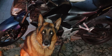 GCM recupera motocicleta roubada em Cumbica