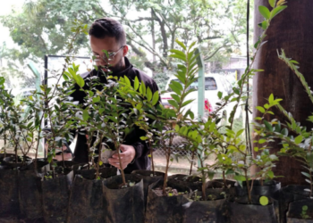 Prefeitura distribui mudas de árvores nativas gratuitamente no CEA Virgínia Ranali