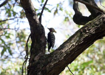 Educação Ambiental do Bosque Maia convida para manhã de observação de pássaros