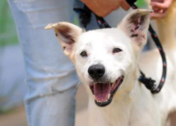 Prefeitura realiza evento de adoção de cães e gatos no próximo sábado