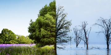 Prefeitura comemora do Dia Mundial da Água com evento no Bosque Maia nesta sexta-feira