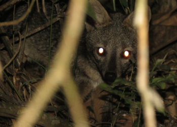 Armadilhas fotográficas registram jaguatirica e cachorro do mato em reserva ambiental de Guarulhos