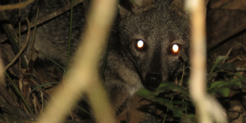 Armadilhas fotográficas registram jaguatirica e cachorro do mato em reserva ambiental de Guarulhos