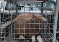 GCM resgata capivara em situação de risco no Jardim Fátima