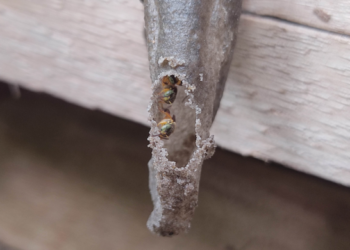 Bosque Maia realiza curso gratuito de criação de abelhas nativas sem ferrão neste sábado