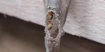 Bosque Maia realiza curso gratuito de criação de abelhas nativas sem ferrão neste sábado