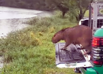 GCM apreende veículo por descarte irregular e resgata capivara em situação de risco