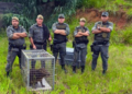 Guarda Civil Municipal de Guarulhos resgata aves silvestres e capivara em diferentes bairros