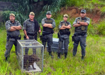 Guarda Civil Municipal de Guarulhos resgata aves silvestres e capivara em diferentes bairros