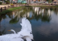 Observação de aves no Bosque Maia é atração gratuita neste sábado
