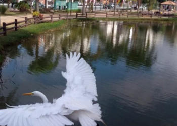 Observação de aves no Bosque Maia é atração gratuita neste sábado