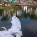 Observação de aves no Bosque Maia é atração gratuita neste sábado