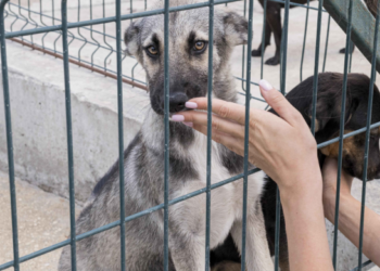 Feira de adoção de cães e gatos chega ao Jardim Vila Galvão neste Sábado, 25/04