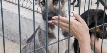 Feira de adoção de cães e gatos chega ao Jardim Vila Galvão neste Sábado, 25/04