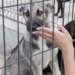 Feira de adoção de cães e gatos chega ao Jardim Vila Galvão neste Sábado, 25/04