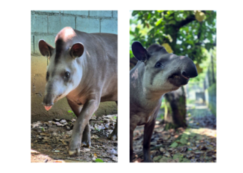 Zoológico realiza atividade especial em comemoração ao Dia Mundial da Anta – ECOLOGIA (ATIVIDADE GRATUITA)