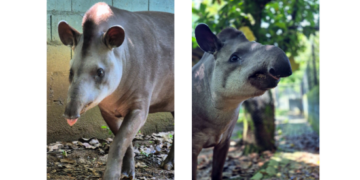 Zoológico realiza atividade especial em comemoração ao Dia Mundial da Anta – ECOLOGIA (ATIVIDADE GRATUITA)