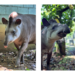Zoológico realiza atividade especial em comemoração ao Dia Mundial da Anta – ECOLOGIA (ATIVIDADE GRATUITA)