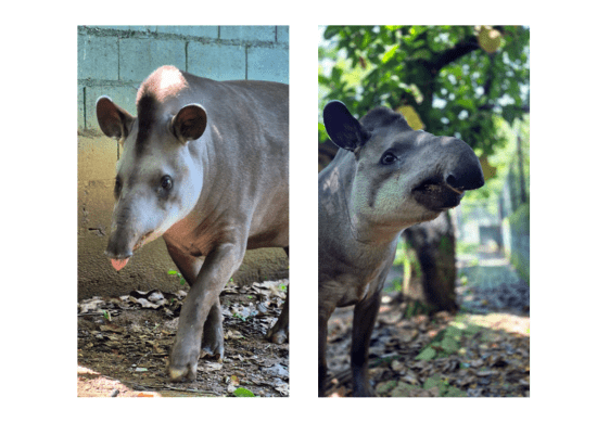 Zoológico realiza atividade especial em comemoração ao Dia Mundial da Anta – ECOLOGIA (ATIVIDADE GRATUITA)