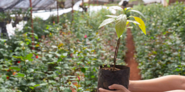 Prefeitura distribui mudas de árvores nativas da Mata Atlântica no Zoológico e no CEA Virgínia Ranali – EDUCAÇÃO AMBIENTAL