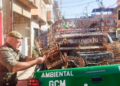 GCM apreende 19 aves silvestres e combate cativeiro ilegal na cidade – PROTEÇÃO AMBIENTAL