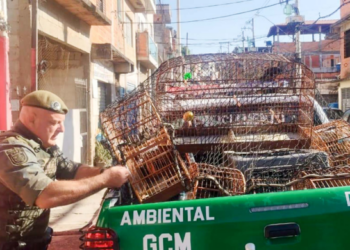 GCM apreende 19 aves silvestres e combate cativeiro ilegal na cidade – PROTEÇÃO AMBIENTAL