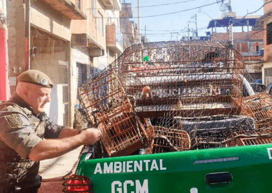 GCM apreende 19 aves silvestres e combate cativeiro ilegal na cidade – PROTEÇÃO AMBIENTAL