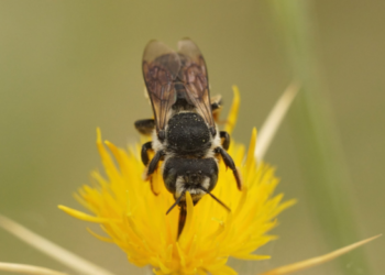 Oficina ensina a proteger e a criar abelhas sem ferrão em pequenos espaços – LAZER E CONHECIMENTO