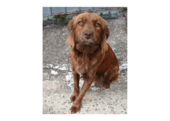 Prefeitura leva feira de adoção de cães e gatos ao Shopping Bonsucesso – BEM-ESTAR ANIMAL