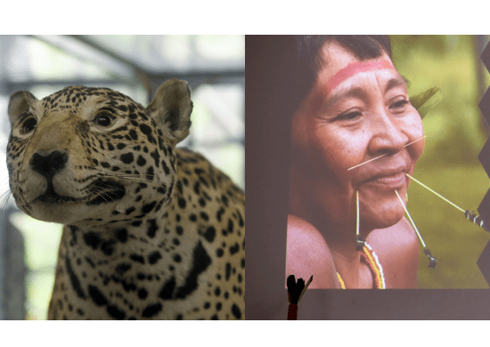 Zoológico de Guarulhos celebra saberes ancestrais dos povos indígenas ao longo de Abril – EVENTO CULTURAL GRATUITO