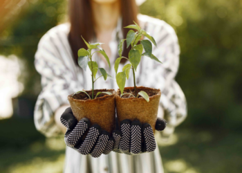 Prefeitura distribui árvores frutíferas e outras espécies gratuitamente no Zoo e no CEA Virgínia Ranali