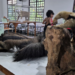 Zoológico e Bosque Maia divulgam agendas ambientais de Abril com participação gratuita