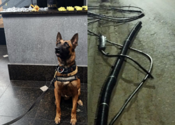 GCM prende quatro criminosos e combate tráfico e furto de fios em Guarulhos – SEGURANÇA