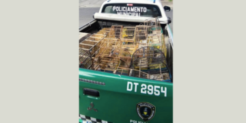 GCM de Guarulhos combate crime ambiental e resgata 16 aves em cativeiro ilegal – COMBATE AO TRÁFICO DE ANIMAIS SILVESTRES