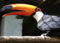 Zoológico Municipal de Guarulhos abre inscrições para atividade “Escute as Aves da Mata Atlântica” – EDUCAÇÃO AMBIENTAL