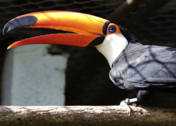 Zoológico Municipal de Guarulhos abre inscrições para atividade “Escute as Aves da Mata Atlântica” – EDUCAÇÃO AMBIENTAL
