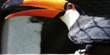 Zoológico Municipal de Guarulhos abre inscrições para atividade “Escute as Aves da Mata Atlântica” – EDUCAÇÃO AMBIENTAL