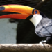 Zoológico Municipal de Guarulhos abre inscrições para atividade “Escute as Aves da Mata Atlântica” – EDUCAÇÃO AMBIENTAL