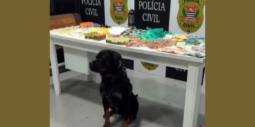 GCM de Guarulhos prende quatro traficantes e apreende 5,9 kg de drogas – COMBATE AO TRÁFICO