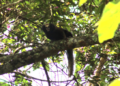 Guarulhos registra rica diversidade de espécies da fauna e da flora – MEIO AMBIENTE