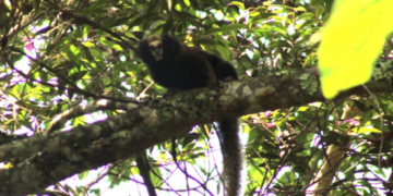 Guarulhos registra rica diversidade de espécies da fauna e da flora – MEIO AMBIENTE