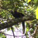 Guarulhos registra rica diversidade de espécies da fauna e da flora – MEIO AMBIENTE