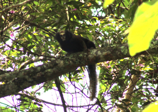 Guarulhos registra rica diversidade de espécies da fauna e da flora – MEIO AMBIENTE